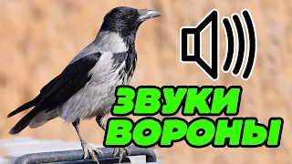 Ворона каркает, crow scream