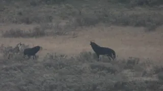 Wolves from the Wapiti Pack Howling