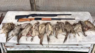 MUST TRY! Pheasant Hunting - Ontario Game Preserves