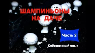 Шампиньоны на даче. Часть 2. Необходимые ресурсы и условия