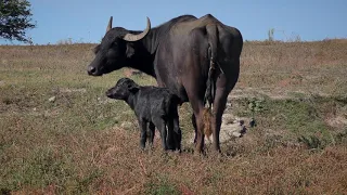Newborn calf in the Ecopark "Kartal"