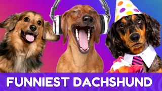 Try Not To Laugh! Funniest Dachshund Moments of 2020 #2