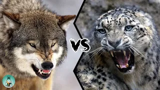 GREY WOLF VS SNOW LEOPARD - Who would win?