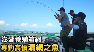 【筏釣】藍瓜石斑、龍虎斑，全是好料! 開船去到澎湖的養殖箱網，專釣高價的漏網之魚~!