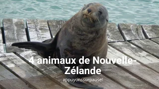 4 animaux de Nouvelle zélande