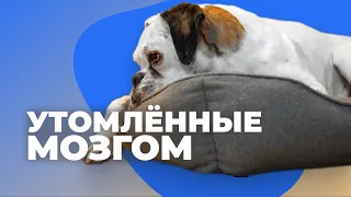 Утомить собаку 🐶 Как правильно и быстро измотать щенка 🐕 Почему не устает на прогулке бесится дома 🐩