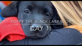 Poppy the Black Labrador - Puppy’s first day at home - Day 1