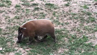 Red River Hog, Smithsonian National Zoo, 2018