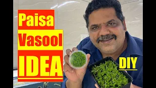 How to Grow FREE CARPET Plants | Planted Aquarium | Mayur Dev Aquascaper | DIY Ideas