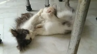 Naughty Kittens Are In Funny Mood Showing Their Fighting Skills Level