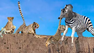 Poor Leopard! Mother Zebra Risked Her Life To Bite The Leopard To Save Her Cubs - Zebra Attack 2022