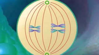 Stages of Meiosis HD Animation