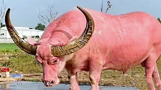 Most Unique Bulls in the World