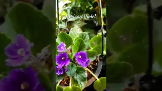 African Violet 💜 #africanviolet #garden #plant #shorts #short #shortvideos #houseplants #viral