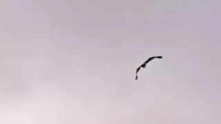 Golden Eagle Drags Goat Off Cliff