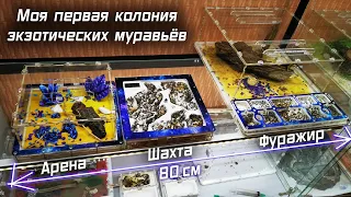 Моя первая колония Экзотических МУРАВЬЕВ, Ники Camponotus nicobarensis + ШАХТА 3d + Арена Кнорр v2