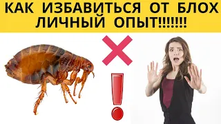 ✅ Как избавиться от блох в доме. Личный опыт