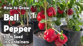 How to Grow Bell Peppers from Seed in Containers | Easy planting guide