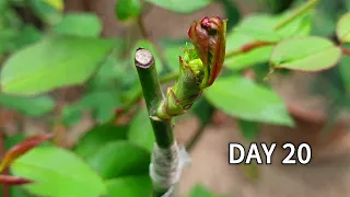 Grafting Plants | Rose grafting - Cleft Grafting | How to graft rose plant