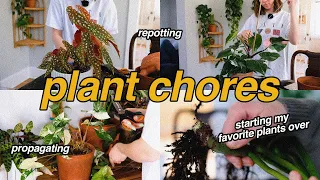 🪴✂️ bittersweet plant chores | chopping up my philodendron mamei & syngonium albo