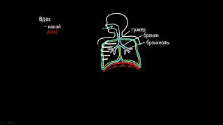 Как происходит процесс дыхания у человека? | Медицина