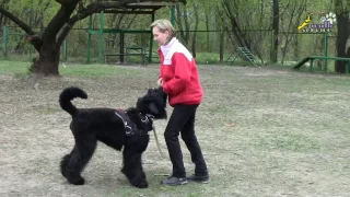 Чёрный русский терьер, собака для танцев