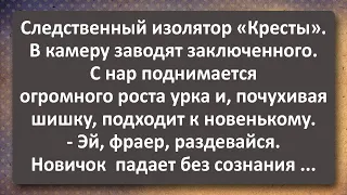 Новичок в Следственном Изоляторе! Сборник Самых Свежих Анекдотов! Юмор!