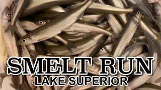 Are The Smelt Running?  Lake Superior Spring Smelt Fish