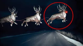 5 RODOLFO EL RENO Captado En Camara y Visto En La Vida Real