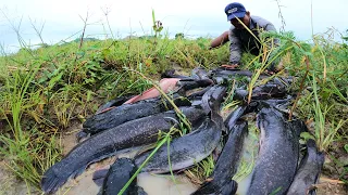 WOW amazing fishing! a fisherman catch a lot of fish in under grass by hand today