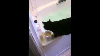 Clumsy cat falls in to bath! lol