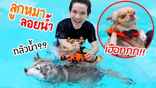 พาลูกหมาตัวใหม่ว่ายน้ำครั้งแรก... เลิ่กลั่กไม่ไหว!! 😂 | ติดเต๋า