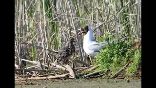 Озёрная чайка с птенцами / Chroicocephalus ridibundus