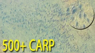 Fishing Massive Carp SWARM & Catching Flatheads with Lures