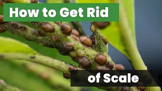 Attention Plant Lovers: How To Get Rid Of Scale On Plants