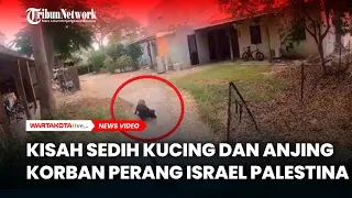 Kisah Sedih Kucing dan Anjing Korban Perang Israel Palestina