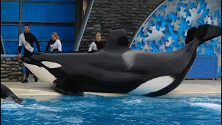 Killer Whale full show, SeaWorld San Diego