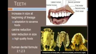 ANTH101 7 million years of hominin evolution