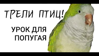 ПЕНИЕ СОЛОВЬЯ И ЛЕСНЫХ ПТИЦ!  УРОК ДЛЯ ПОПУГАЯ.