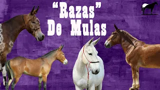 Top 10 Mulas Mas Raras Del Mundo "Razas" 🐴-Del Cerro Soy