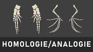 Homologie und Analogie einfach erklärt | Homologiekriterien