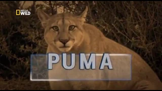 Puma Lion of the Andes . Nat Geo Wild. Wild Nature channel