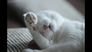 1 HOUR Cat purring [ASMR - Relaxing]