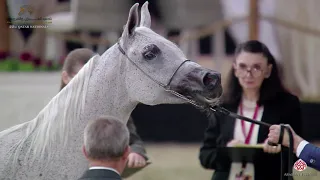 N 327 MAKHIDA   22nd Qatar National 2019   Mares 11 Years old and above Class 11