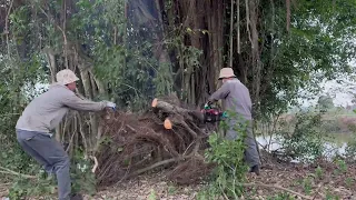 [Cleanup Overgrown] Removing trees that have been neglected for 50 years is dangerous