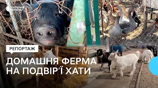 Вирощують кіз, свиней та птахів: кияни облаштували сімейну ферму у батьківській хаті на Чернігівщині