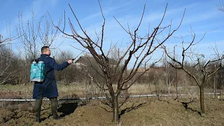 Tratament pomi fructiferi / samburoase /  fungicid / sulfat de cupru