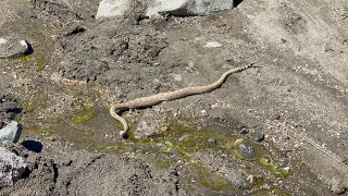 SO MANY RATTLESNAKES!! | Thru Hiking The Arizona Trail! | Day 15