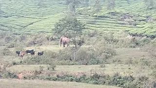 elephent vs Cow Nilgiris natural vlogs