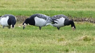 Brandgans (Barnacle goose)